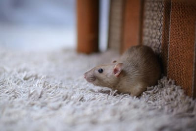 Mối nguy hại từ chuột gặm nhấm và lý do cần chọn thuốc diệt chuột an toàn