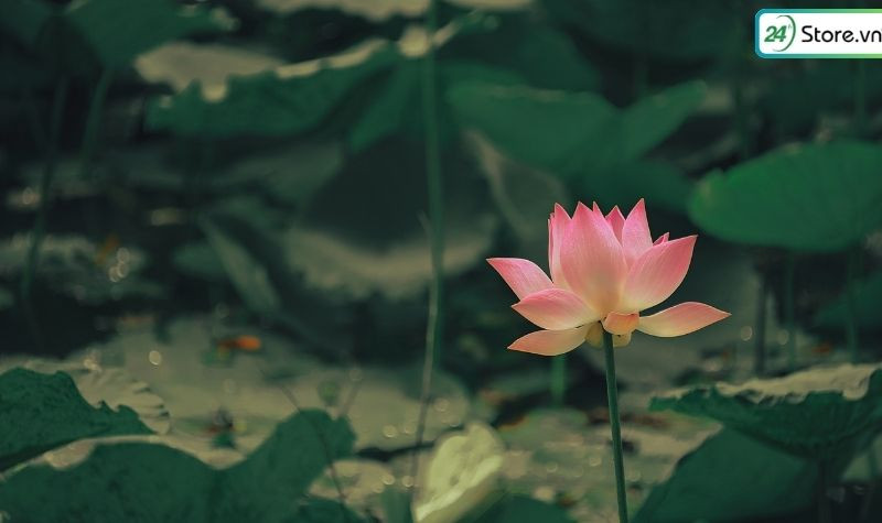 Hình ảnh hoa sen đẹp làm hình nền, biểu tượng thuần khiết