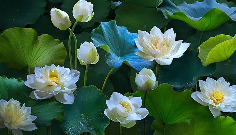 Hình ảnh hoa sen trong đêm với ánh trăng dịu dàng