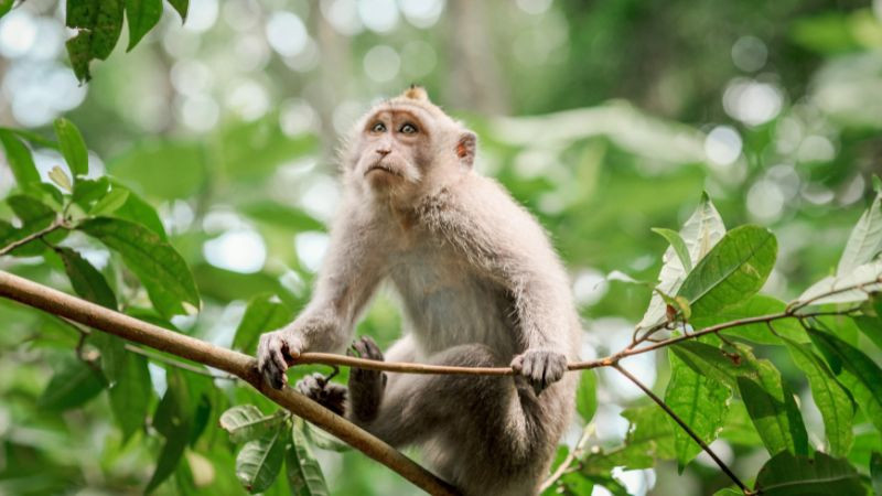 Người tuổi Thân hợp với số nào?