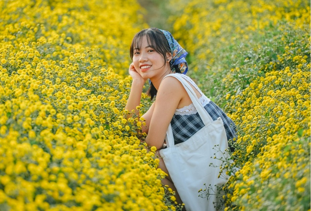 Cánh đồng hoa cúc chi Nghĩa Trai rực rỡ sắc vàng