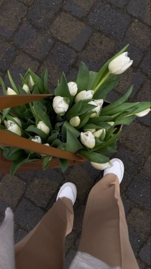 cảnh quan hoa tulip trắng