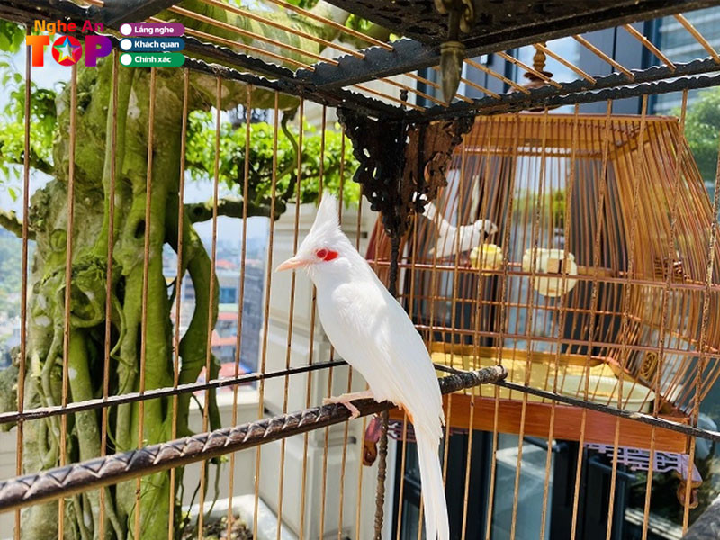 Chim cảnh Đồng Thành tư vấn chăm sóc chim tận tình