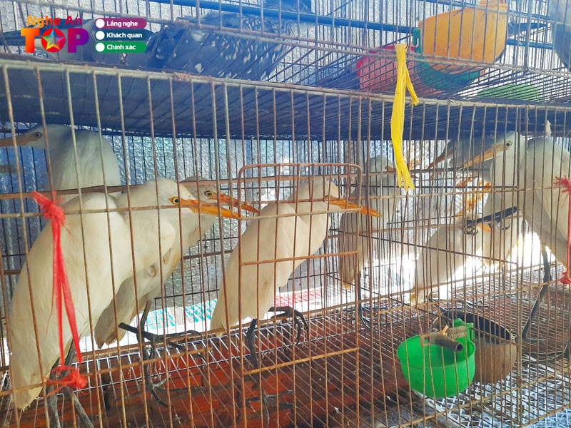 Chim cảnh Hưng Nguyên Nghệ An gần chợ Vinh