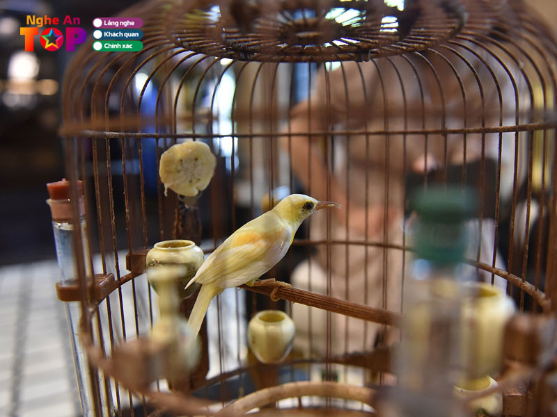 Chim cảnh Nghệ An chuyên bán vẹt