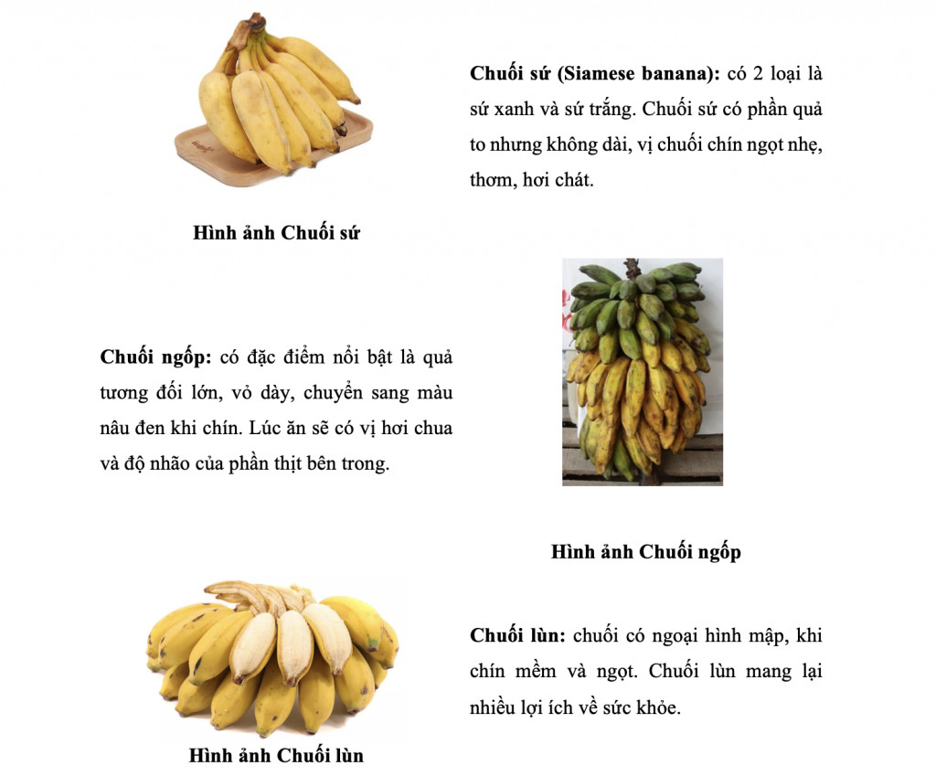 Sự phong phú về chủng loại của cây chuối