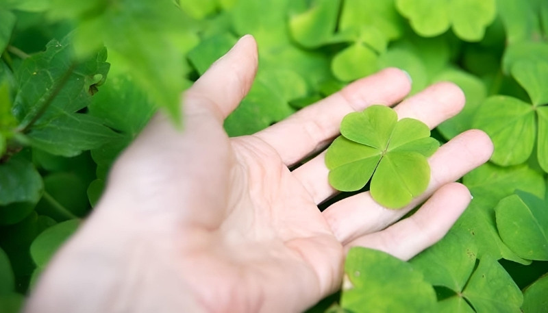 Hình nền cỏ 4 lá đơn giản cho máy tính