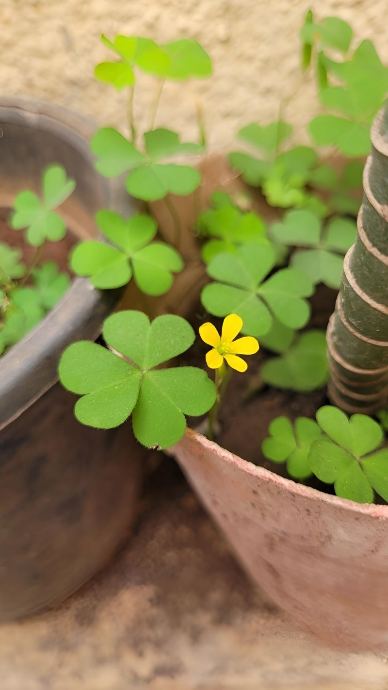 Hình ảnh cỏ 4 lá đẹp, màu vàng óng ả