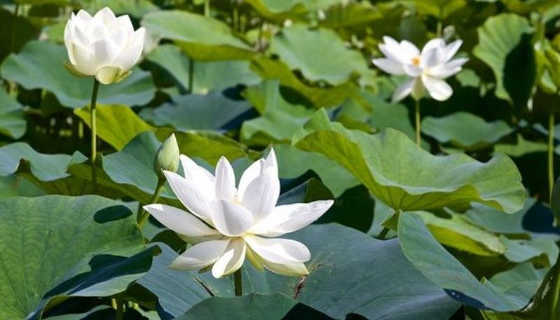Hình nền đầm sen trắng với khung cảnh thơ mộng