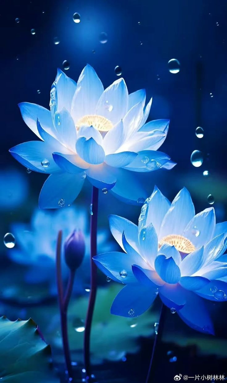 Hình nền hoa sen màu xanh với nhụy hoa vàng