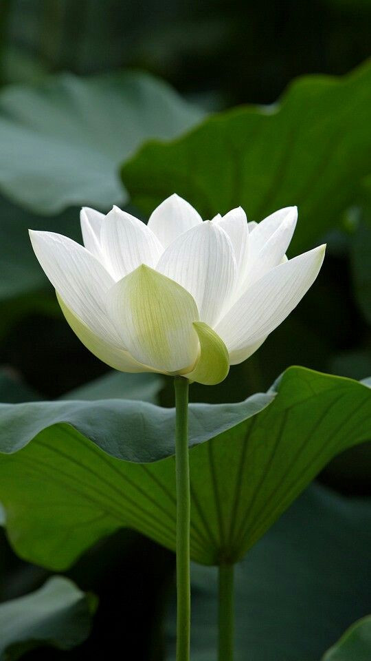 Hình nền hoa sen trắng e ấp trong sương sớm