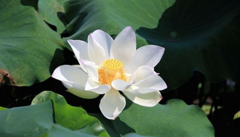 Hình nền đầm sen trắng với vẻ đẹp cổ điển