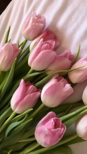 hoa tulip hồng tươi sáng