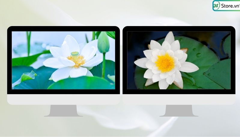 Hình nền máy tính với đầm sen trắng tinh khôi