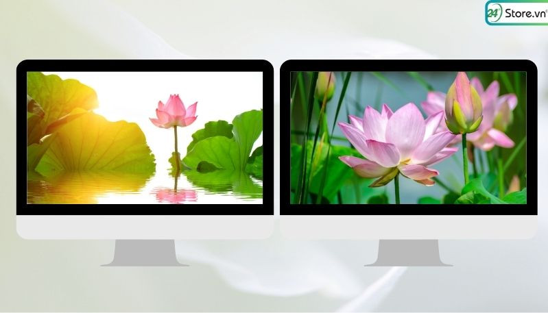Hình nền máy tính với đầm sen hồng rực rỡ