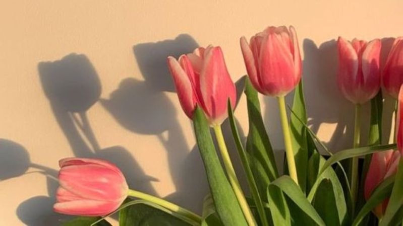 hình nền hoa tulip hồng nữ tính