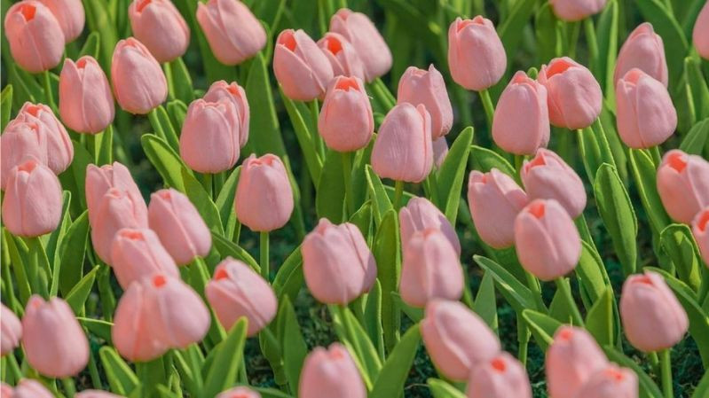 hình nền hoa tulip hồng đáng yêu