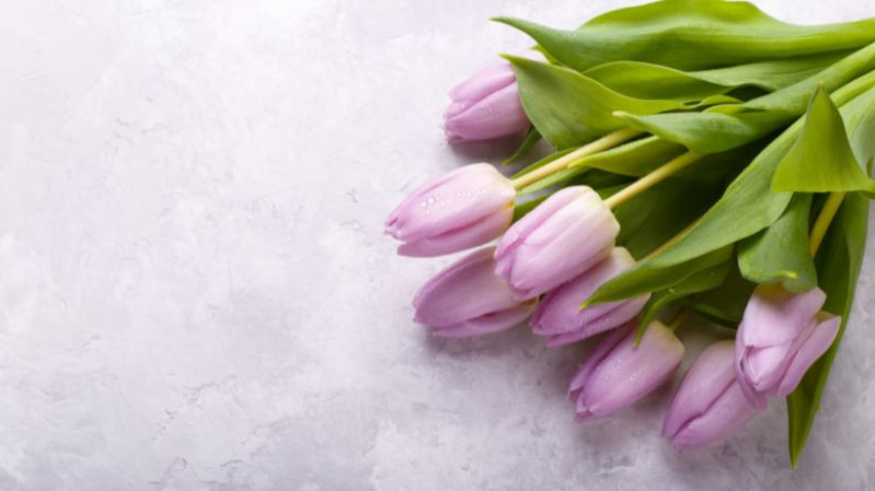 hình nền hoa cỏ tulip