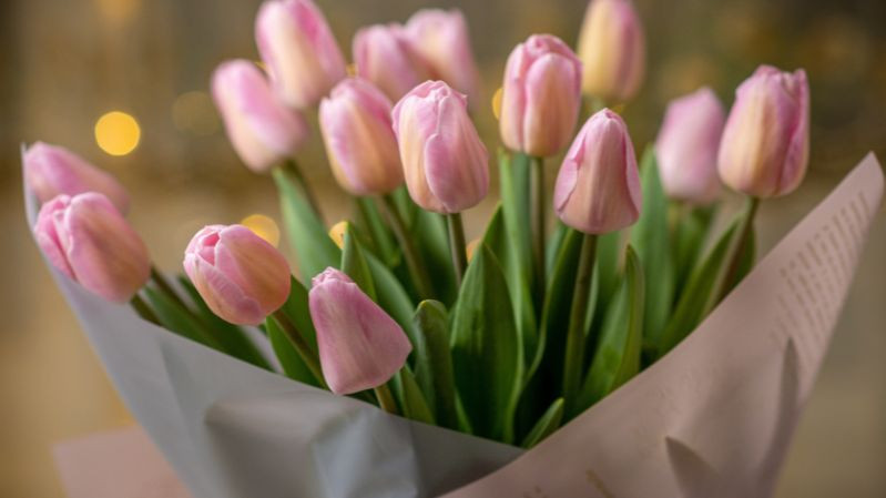 hình nền hoa tulip mùa xuân