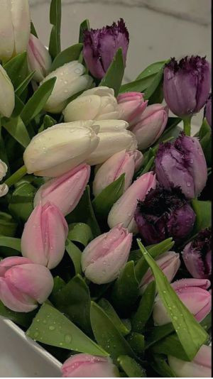 hình nền hoa tulip 4K sắc màu tươi sáng