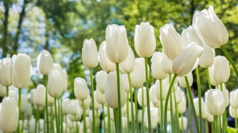 hình nền hoa tulip chill và cảm giác êm ái