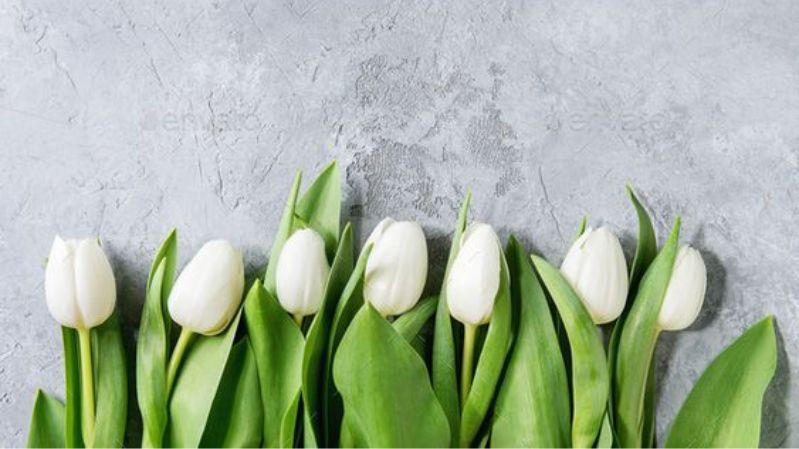 hình nền hoa tulip chill và dịu dàng cho laptop
