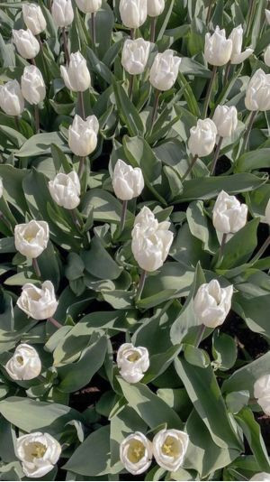 hình nền hoa tulip chill và thanh thơi