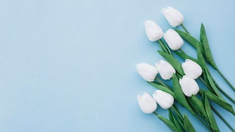 hình nền hoa tulip chill yên bình cho pc