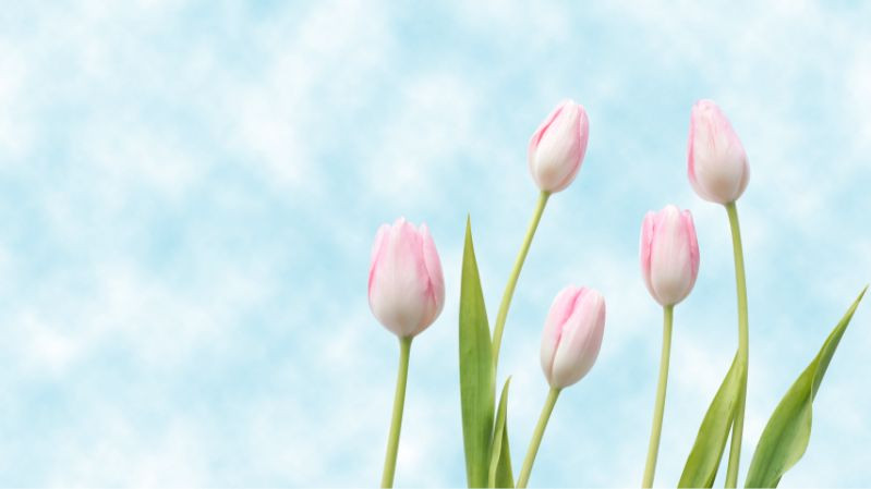 hình nền hoa tulip cho máy tính