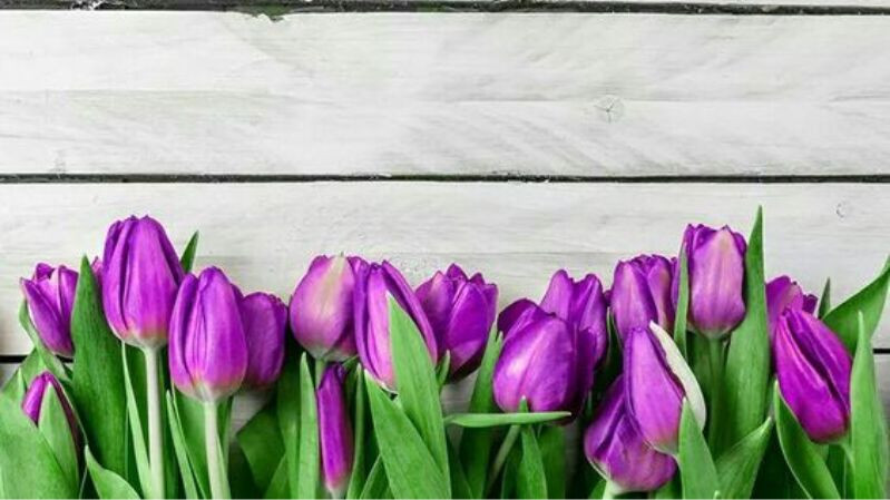 hình nền hoa tulip đẹp
