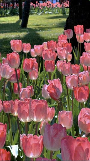 hình nền hoa tulip đẹp chân thật