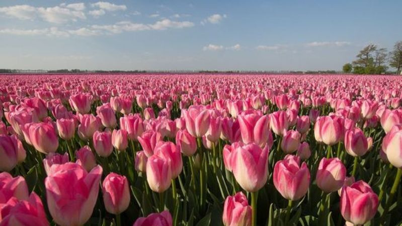 hình nền hoa tulip màu hồng đẹp cho máy tính
