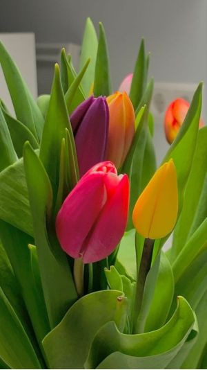 hình nền hoa tulip pastel