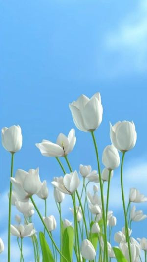 hình nền hoa tulip trầm tĩnh