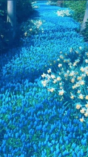 hình nền hoa tulip màu xanh da trời