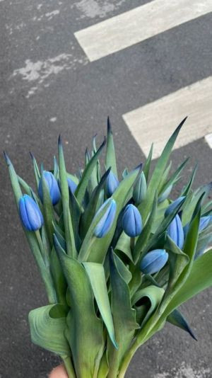 hình nền hoa tulip màu xanh lá cây sáng