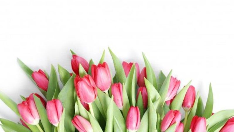 hình nền hoa tulip thoải mái