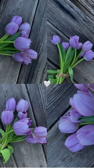 hình nền hoa tulip thư thái