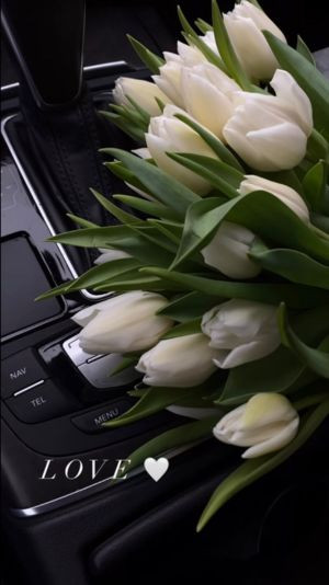 hình nền hoa tulip trắng đơn giản