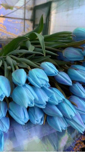 hình nền hoa tulip xanh lá cây