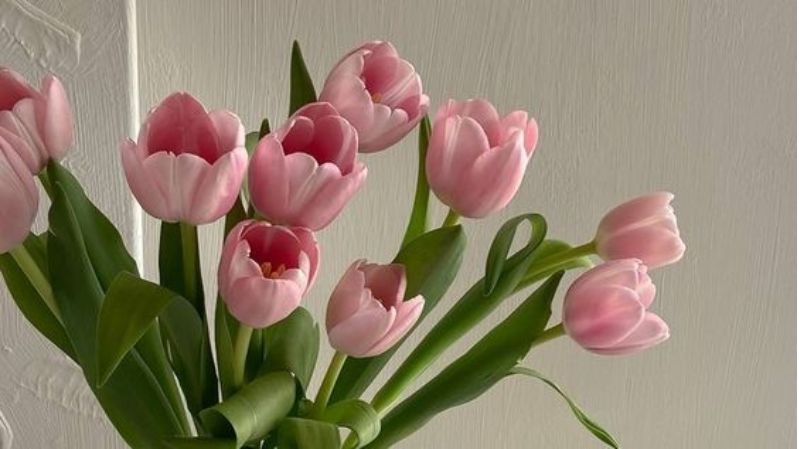 hình nền mùa xuân hoa tulip