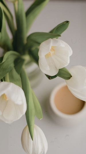 hình nền tulip trắng cute
