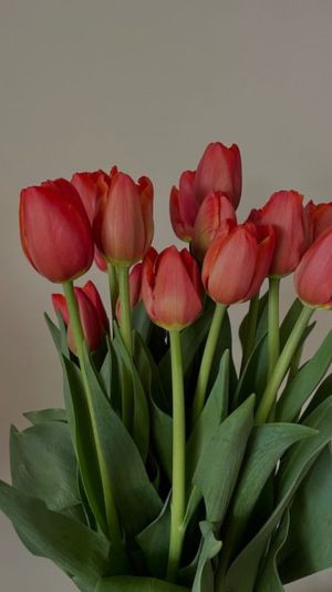 hoa tulip độ phân giải Ultra HD
