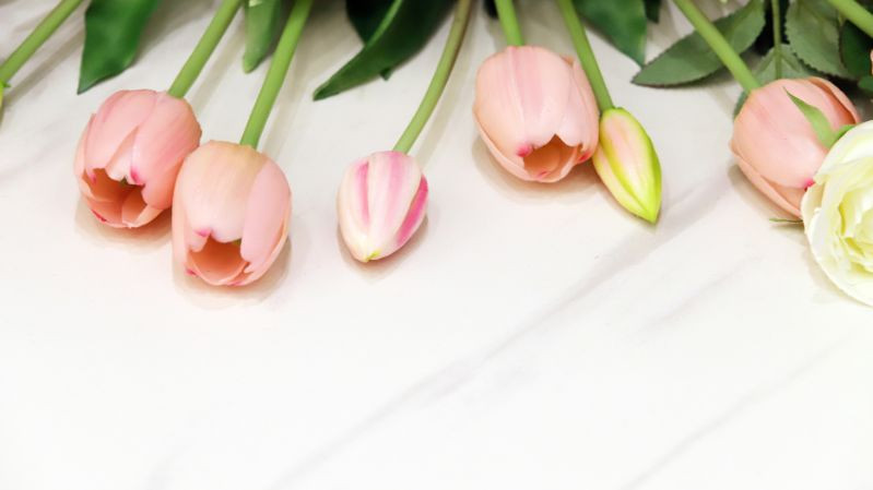hoa tulip màu hồng