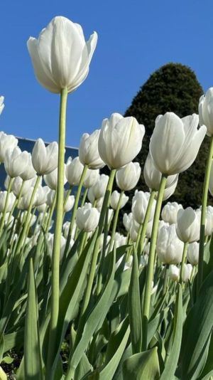 hoa tulip màu nhẹ nhàng và thoải mái
