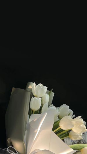hoa tulip màu trắng đẹp