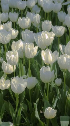 hoa tulip trắng vàng