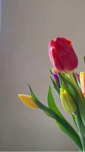 mẫu hình nền hoa tulip màu nhạt
