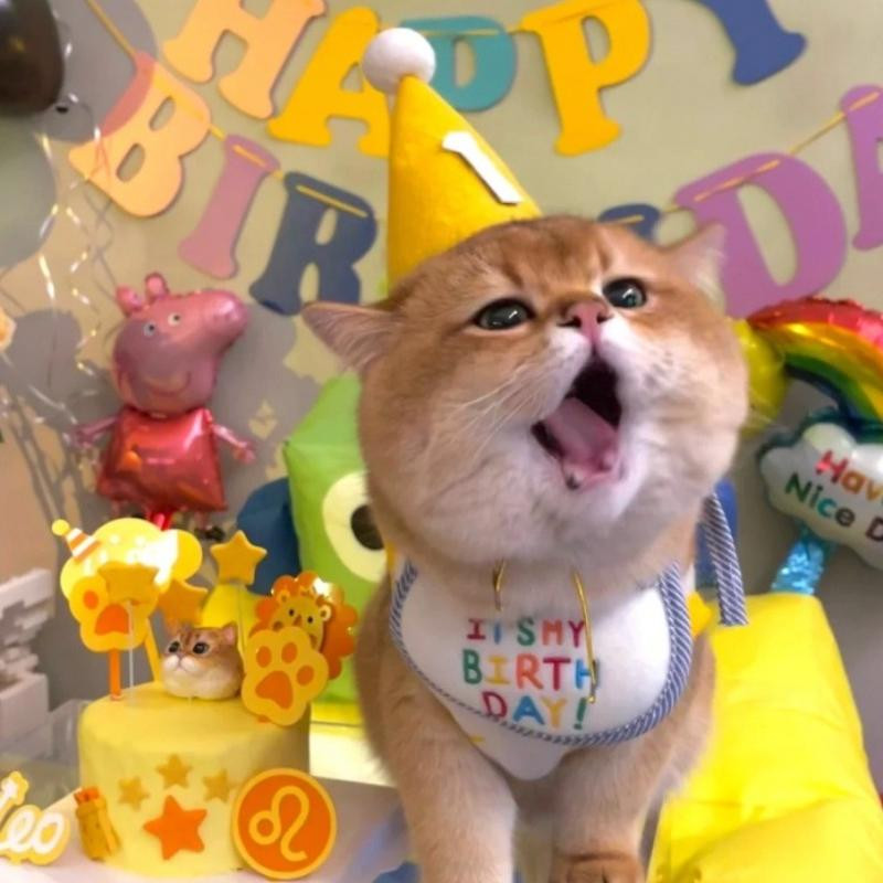 Meme dễ thương mừng sinh nhật, đừng kỳ vọng có quà