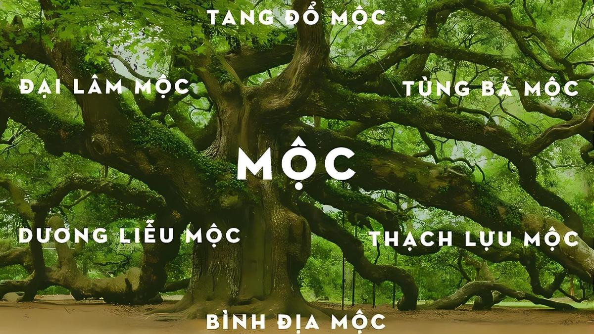 Hình ảnh sáu biểu tượng nạp âm của mệnh Mộc, mỗi biểu tượng đại diện cho một loại cây khác nhau
